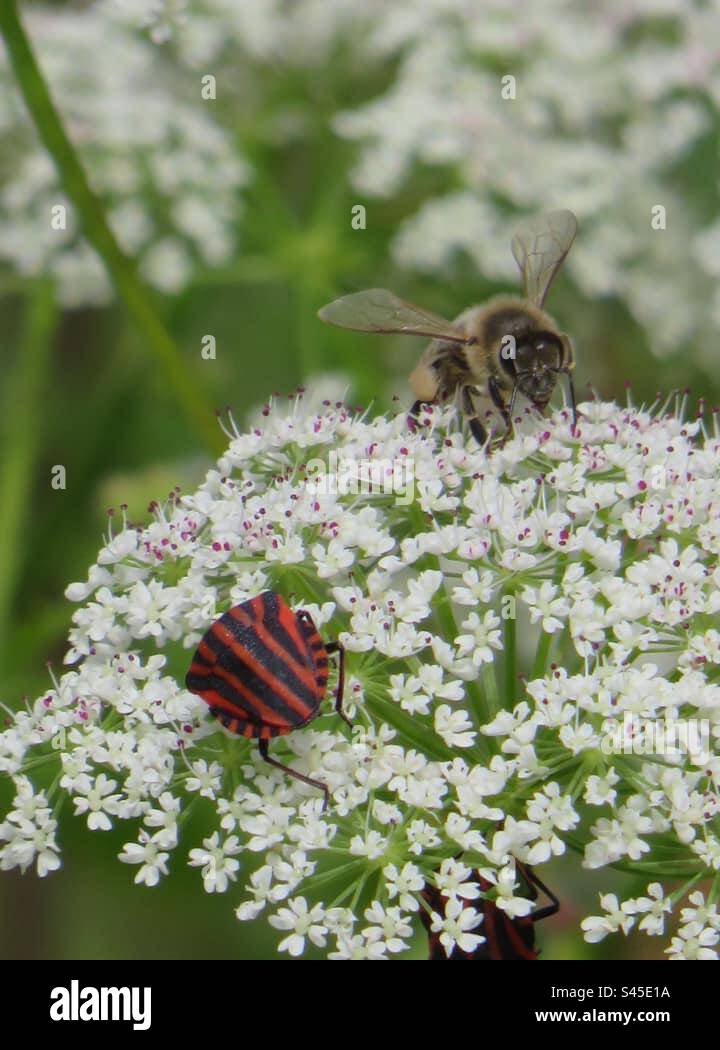 Bee and Bug on a Chervil Stock Photo