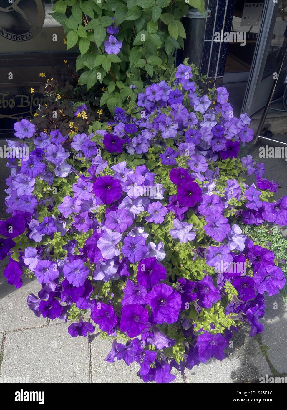 Purple flowers in Molde Norway Stock Photo Alamy