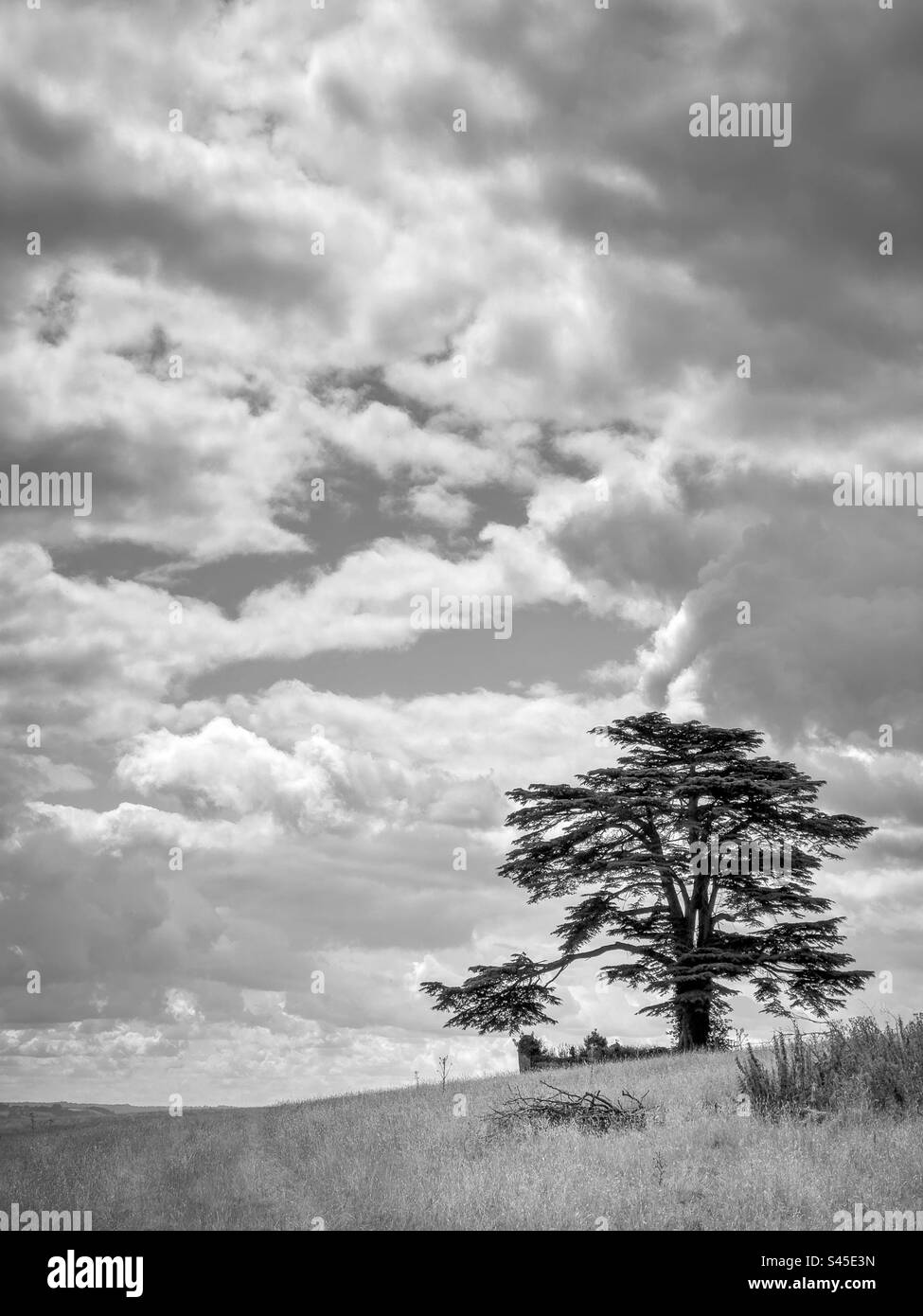 Great Cedar tree. Blakeney. - Smartphone Captured Stock Image