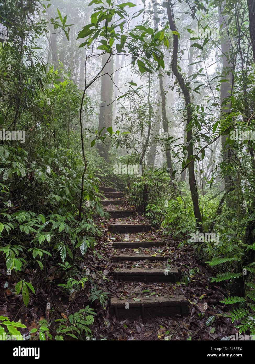 Trekking through the forests of Doi Inthanon, the highest mountain peak
