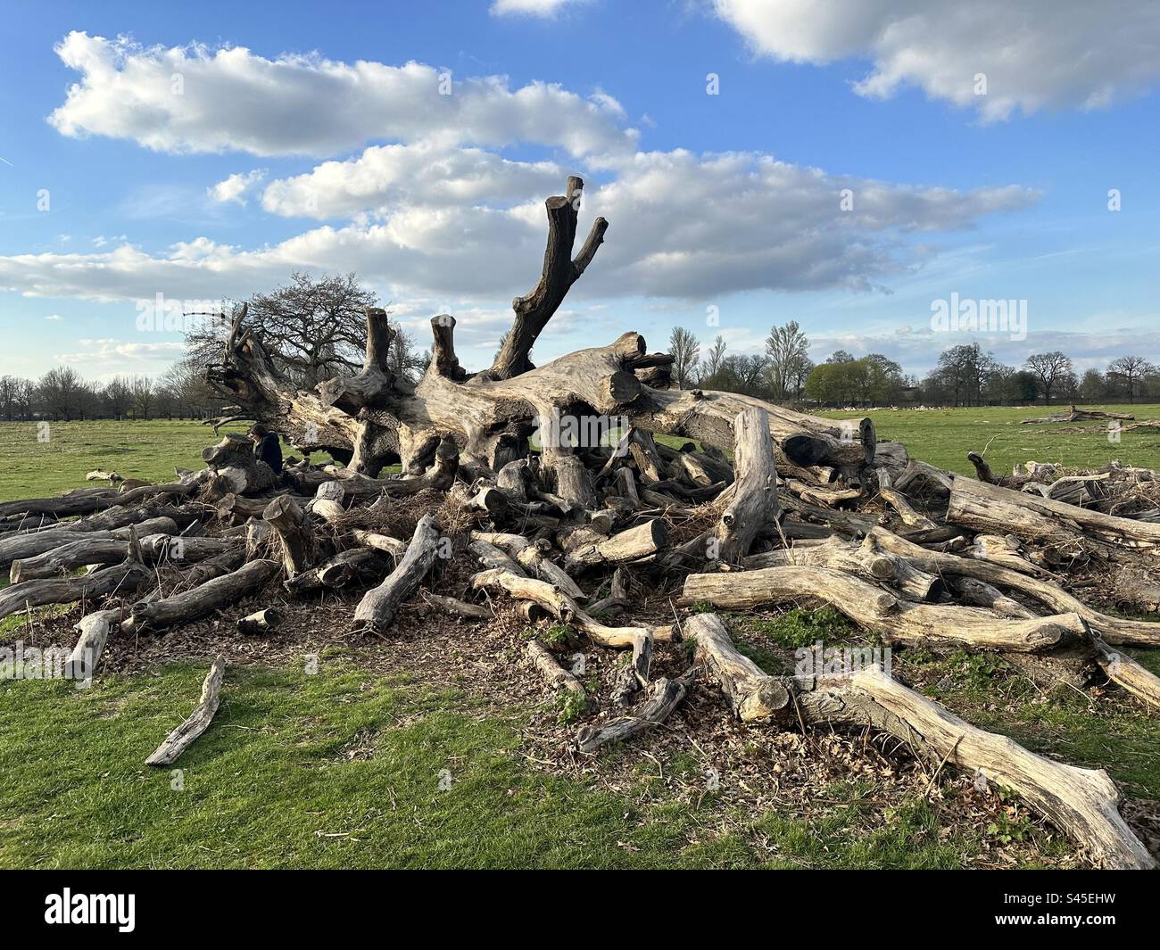 Dead tree in Bushy Park London UK - Smartphone Captured Stock Image