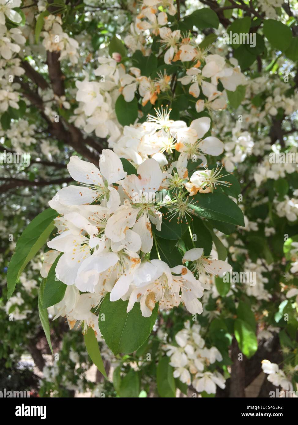 Crab Apple Bloom Stock Photo Alamy