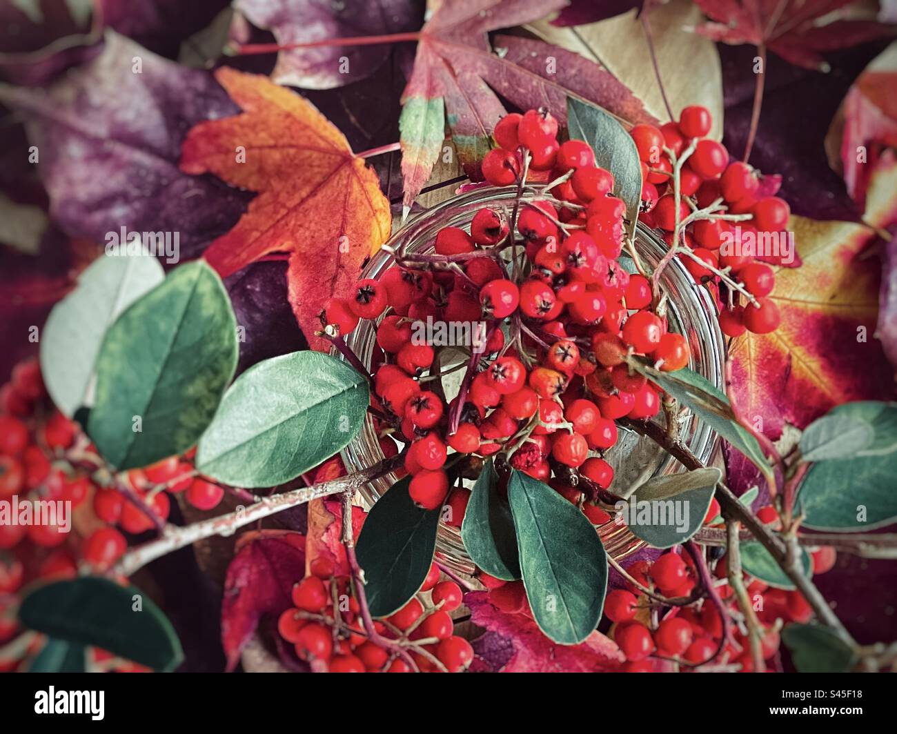 Directly above, close-up view of red Cotoneaster berry branches in glass jar on colorful autumn leaves. Autumn theme. Autumn color. Stock Photo