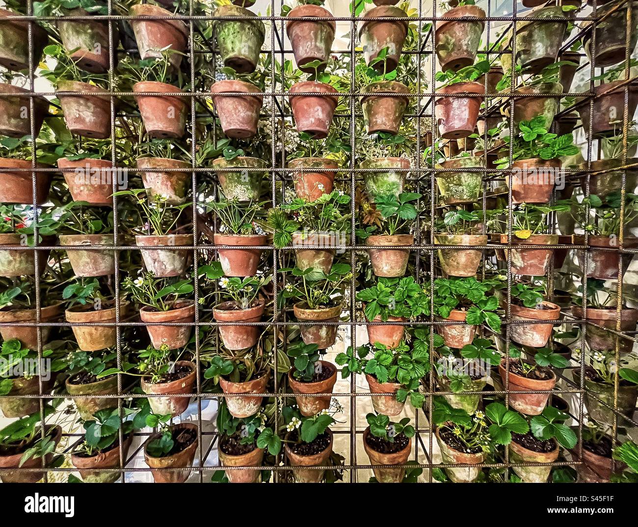 Full frame, backgrounds shot of large group of potted plants arranged in vertical gardening system indoors. Vertical gardening. Urban gardening. Indoor vertical farming. Environmentally friendly. - Smartphone Captured Stock Image