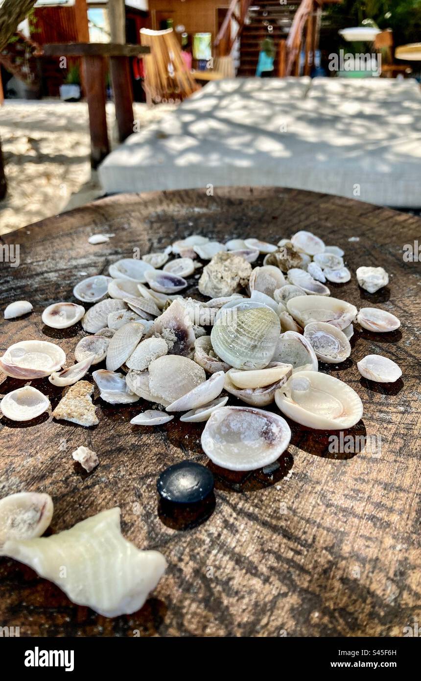 A collection of seashells on a tree stump. - Smartphone Captured Stock Image