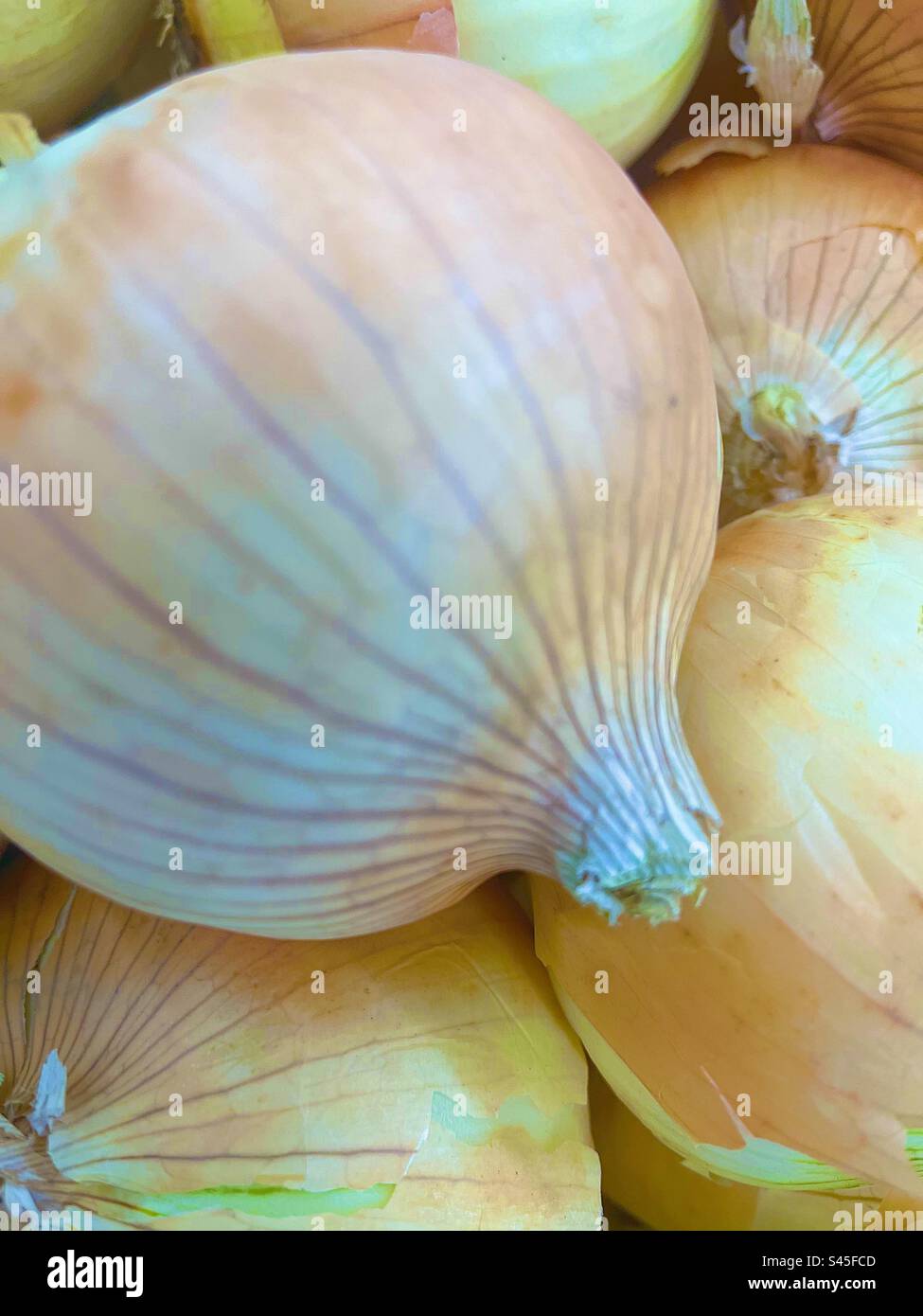 Onions - Smartphone Captured Stock Image