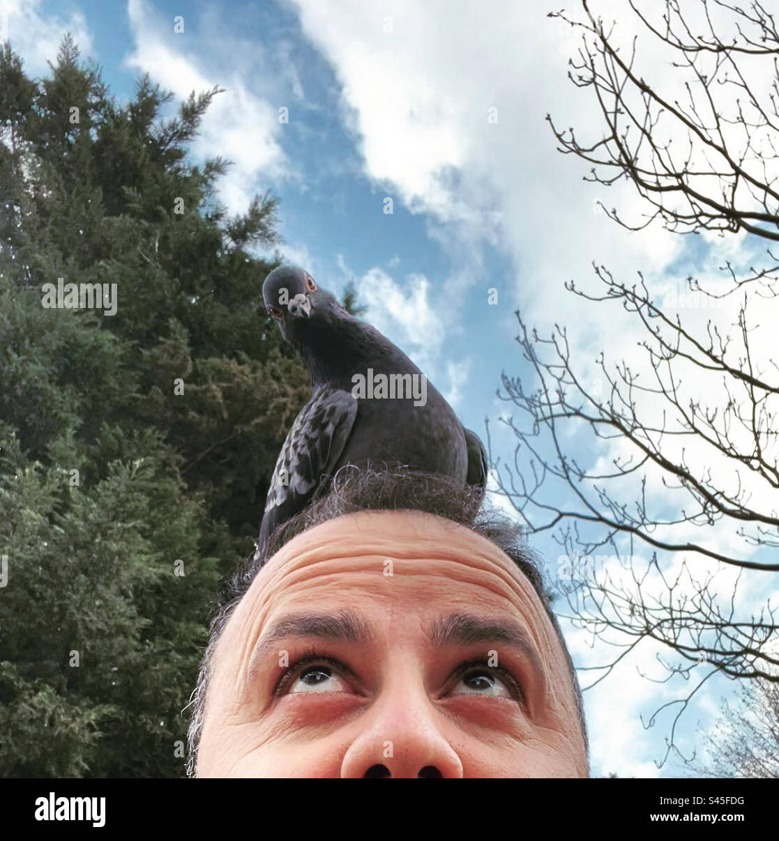 Pigeon landed on my head Stock Photo