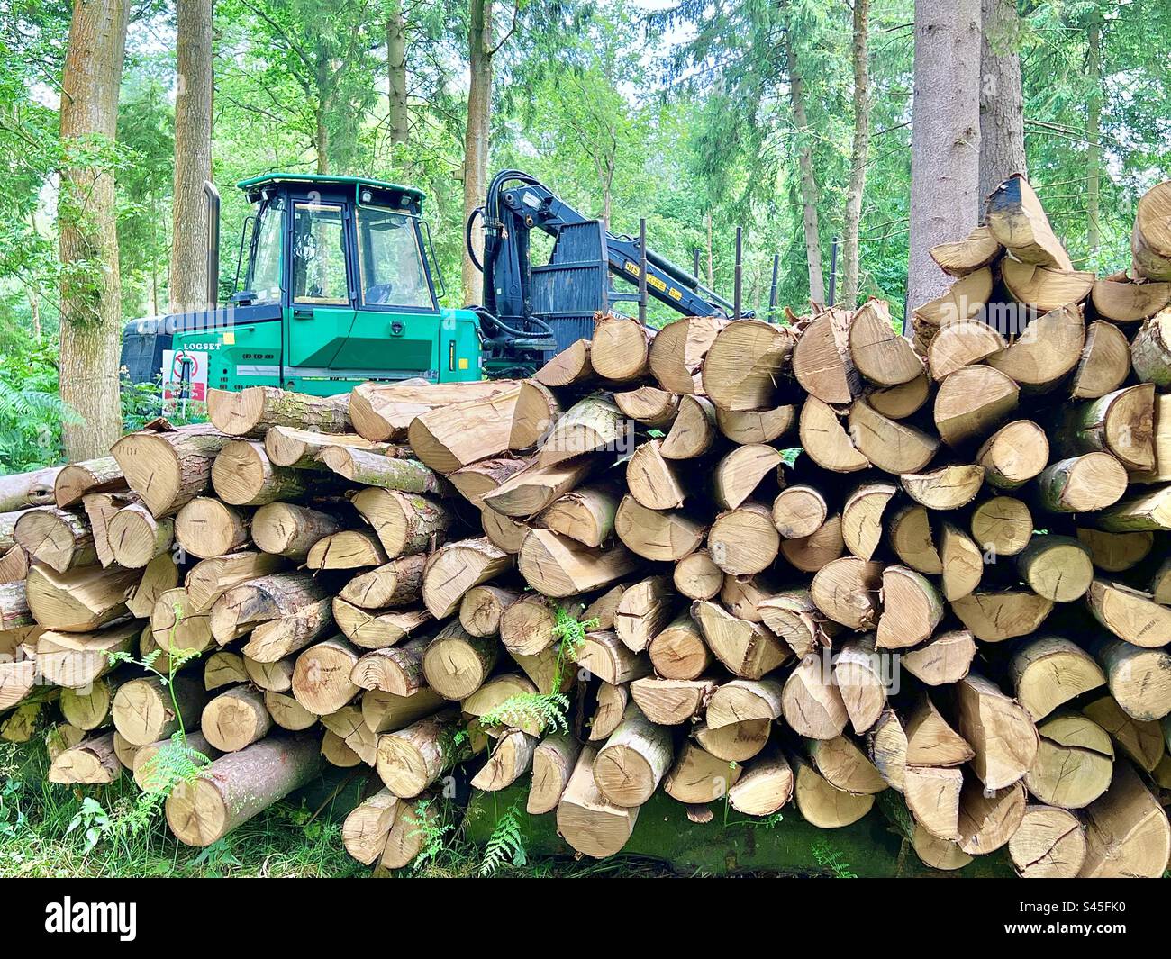 Logging in local woodlands, st Andrew’s wood, Kent England Stock Photo