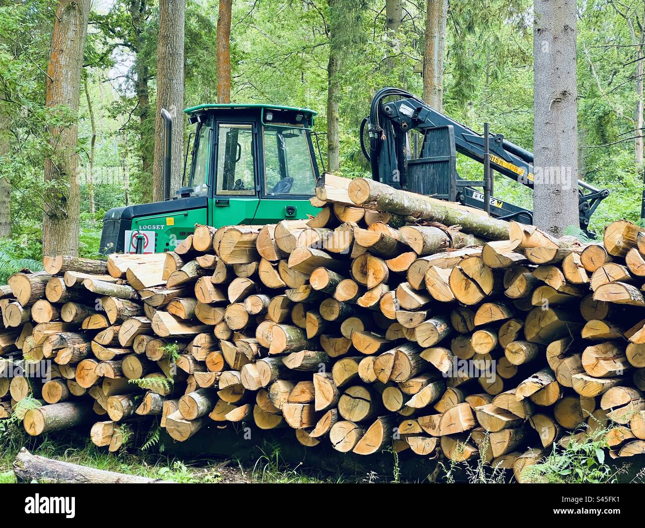 Deforestation and logging in St Andrew’s wood, Kent, England Stock ...