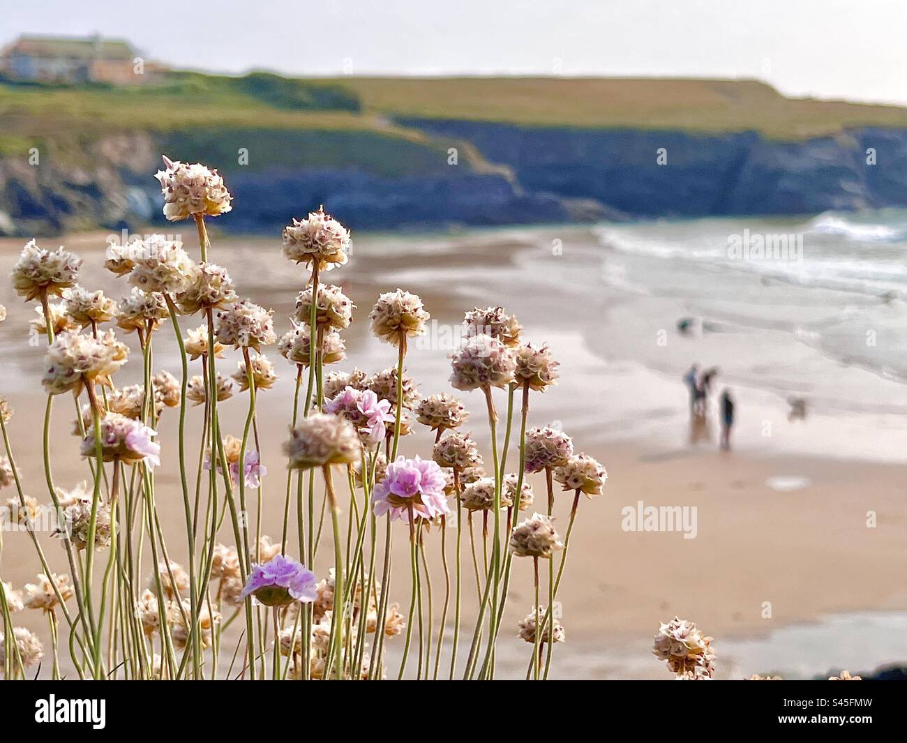 Summer beach scenery with flowers hi-res stock photography and