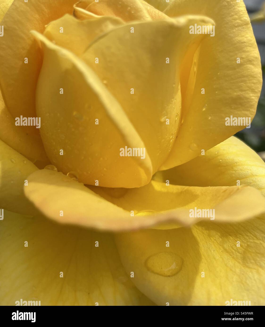 A yellow rose right after a rainfall in my garden in Utah, USA. - Smartphone Captured Stock Image