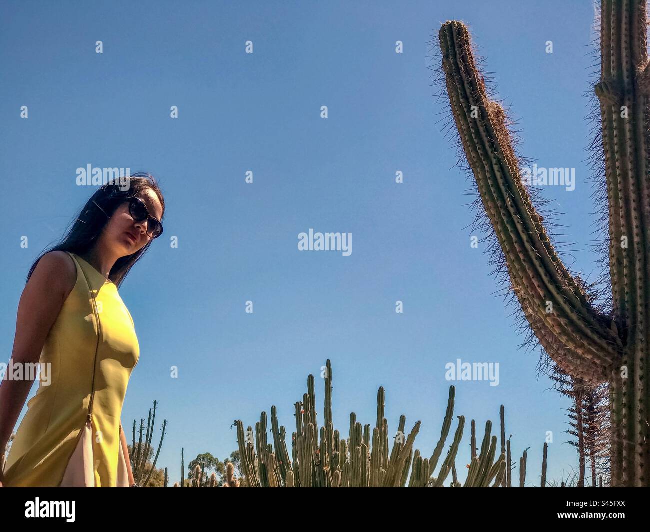 Young, long haired woman in sunglasses and yellow dress standing and looking at tall, thin cactus against clear, blue sky and clumps of cacti. Fashion. - Smartphone Captured Stock Image