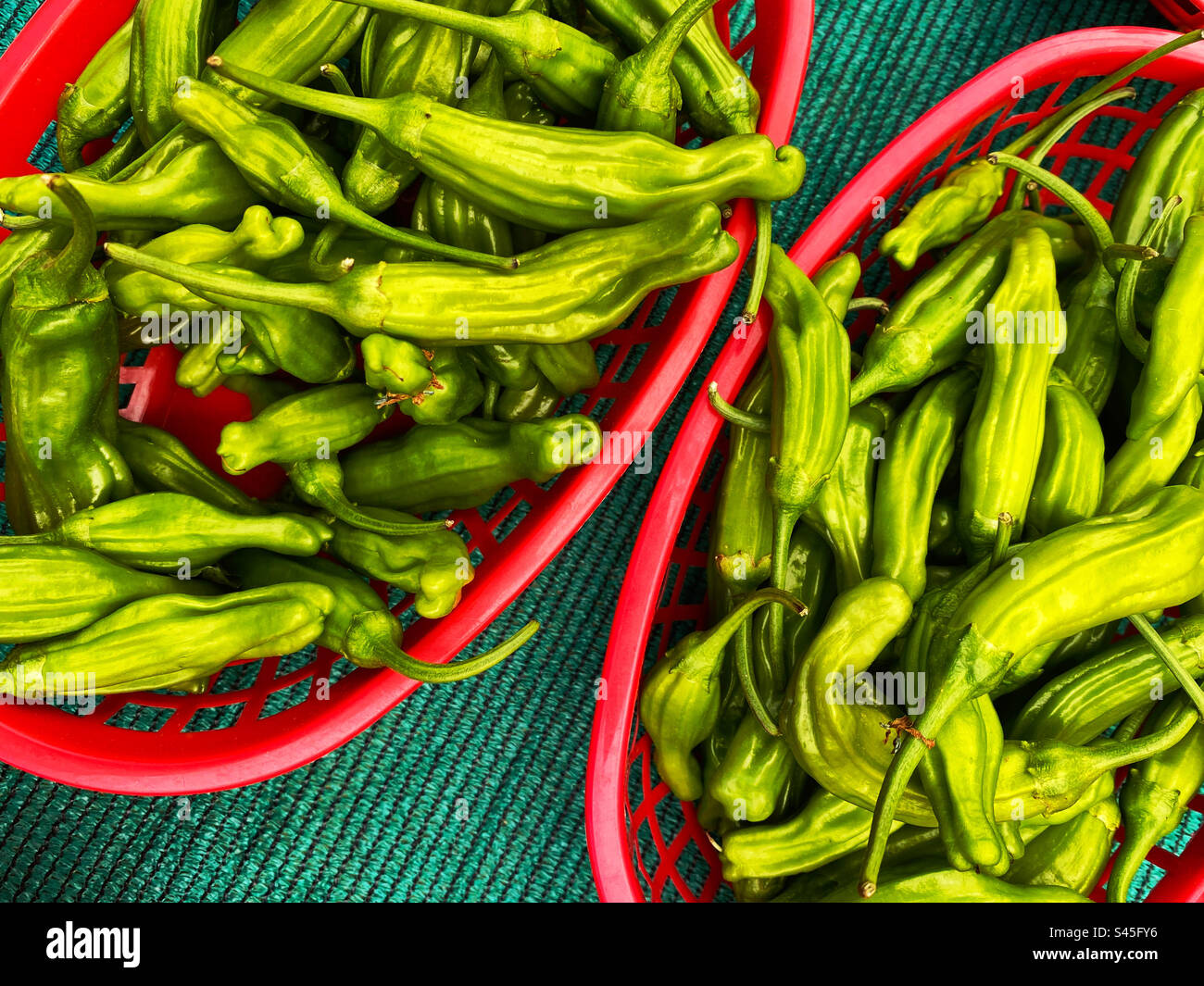 Shishito peppers at a farmers market Stock Photo - Alamy