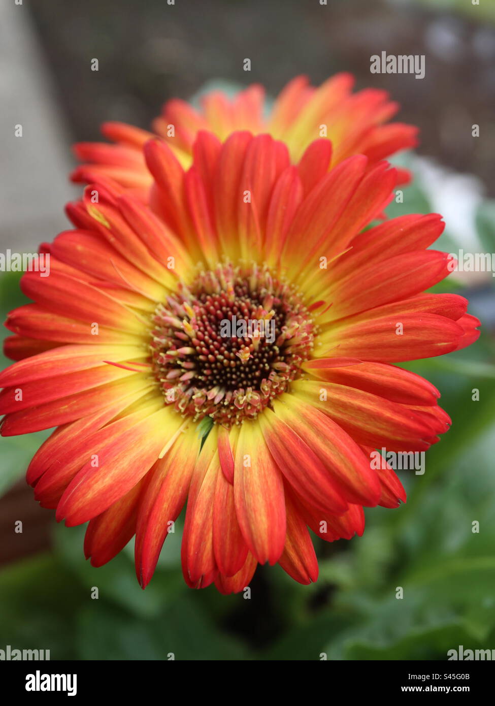 summer flower Stock Photo
