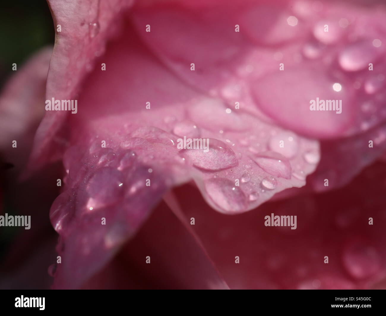 Pink Rose and Rain Drop Stock Photo - Alamy