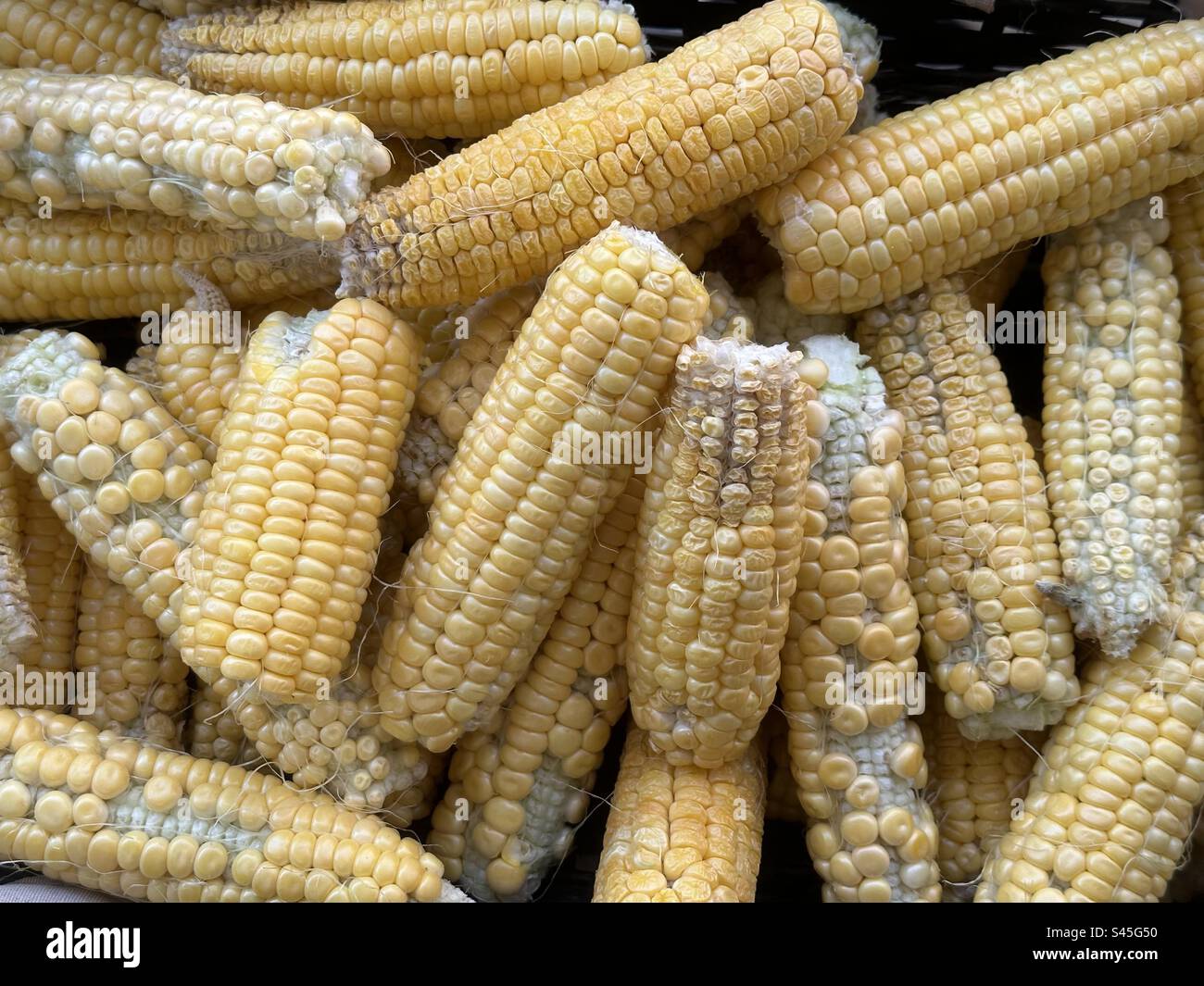 Sweet corn organic, fresh corn collected in a wicker basket - Smartphone Captured Stock Image