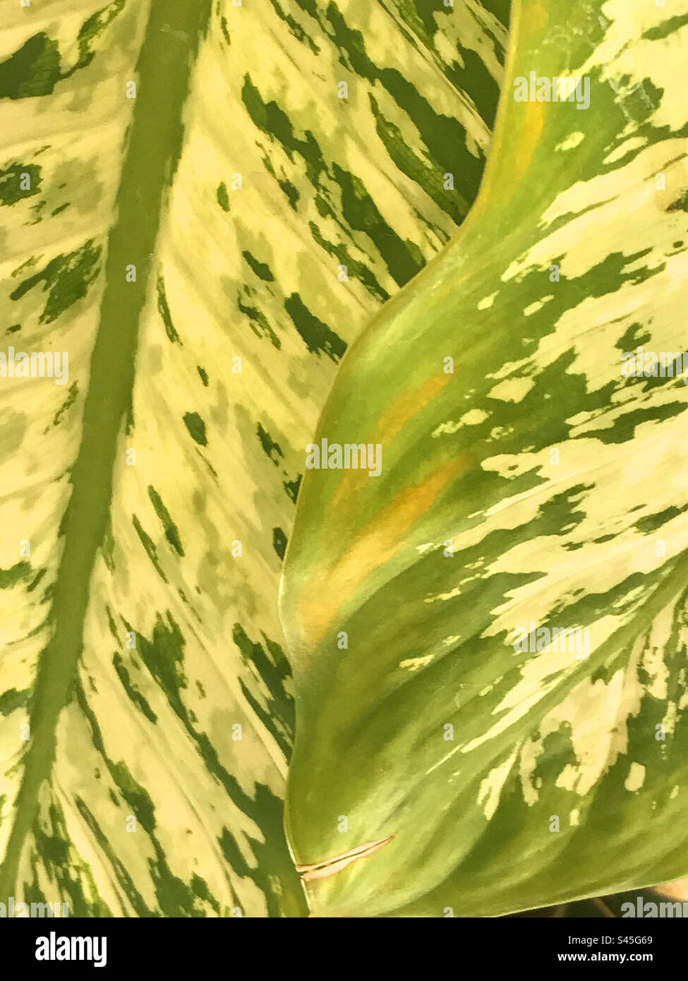 Leaves pattern - Smartphone Captured Stock Image