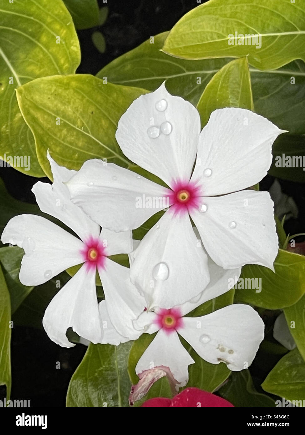 White flowers - Smartphone Captured Stock Image