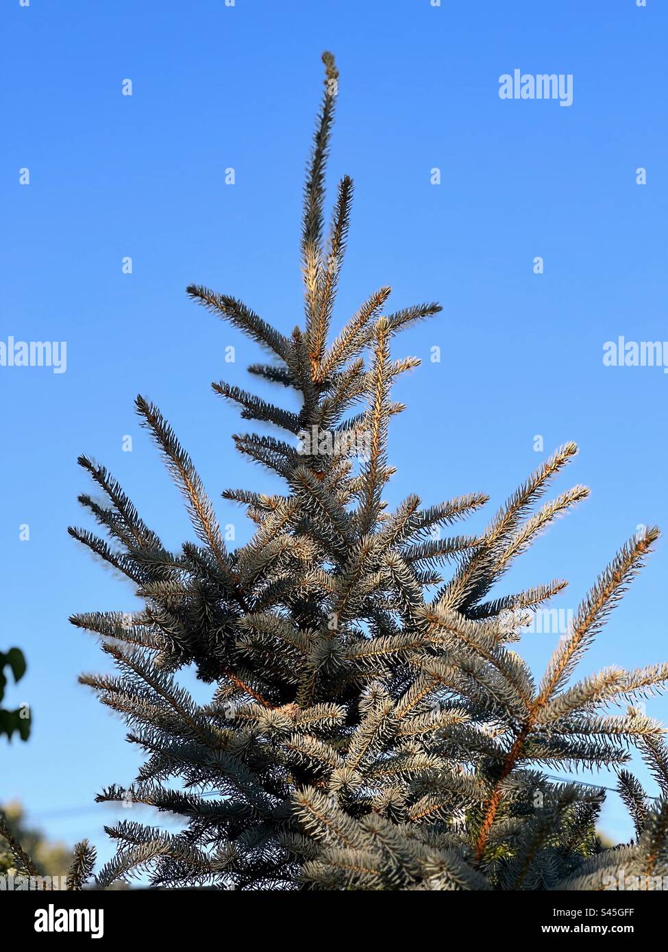 Spruce tree top in evening sun. Stock Photo