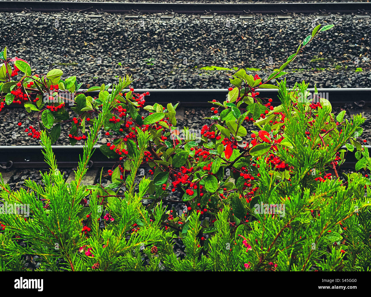 Red berries on Cotoneaster shrub and flowering heath growing wild beside railway track. Autumn/winter. - Smartphone Captured Stock Image