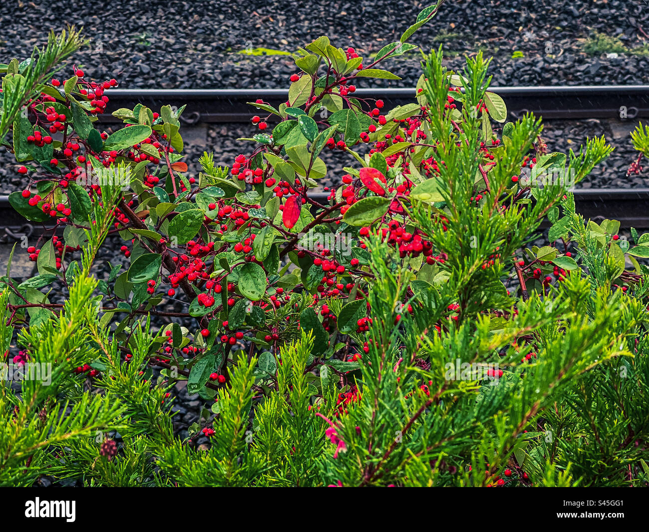 Red berries on cotoneaster shrub and flowering heath growing wild beside railway track. Autumn/ winter. - Smartphone Captured Stock Image