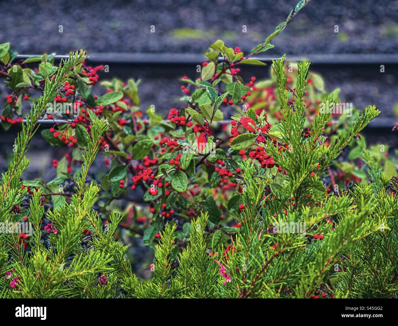 Red berries on Cotoneaster shrub and flowering heath growing wild beside railway track. Selective focus. Autumn/winter. - Smartphone Captured Stock Image