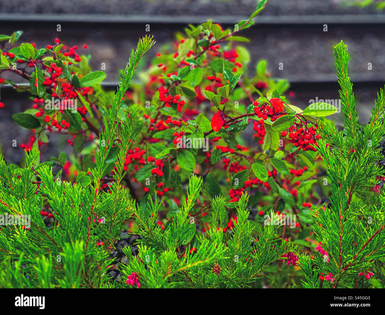 Red berries on Cotoneaster shrub and flowering heath growing wild beside railway track. Selective focus. Autumn/winter. - Smartphone Captured Stock Image