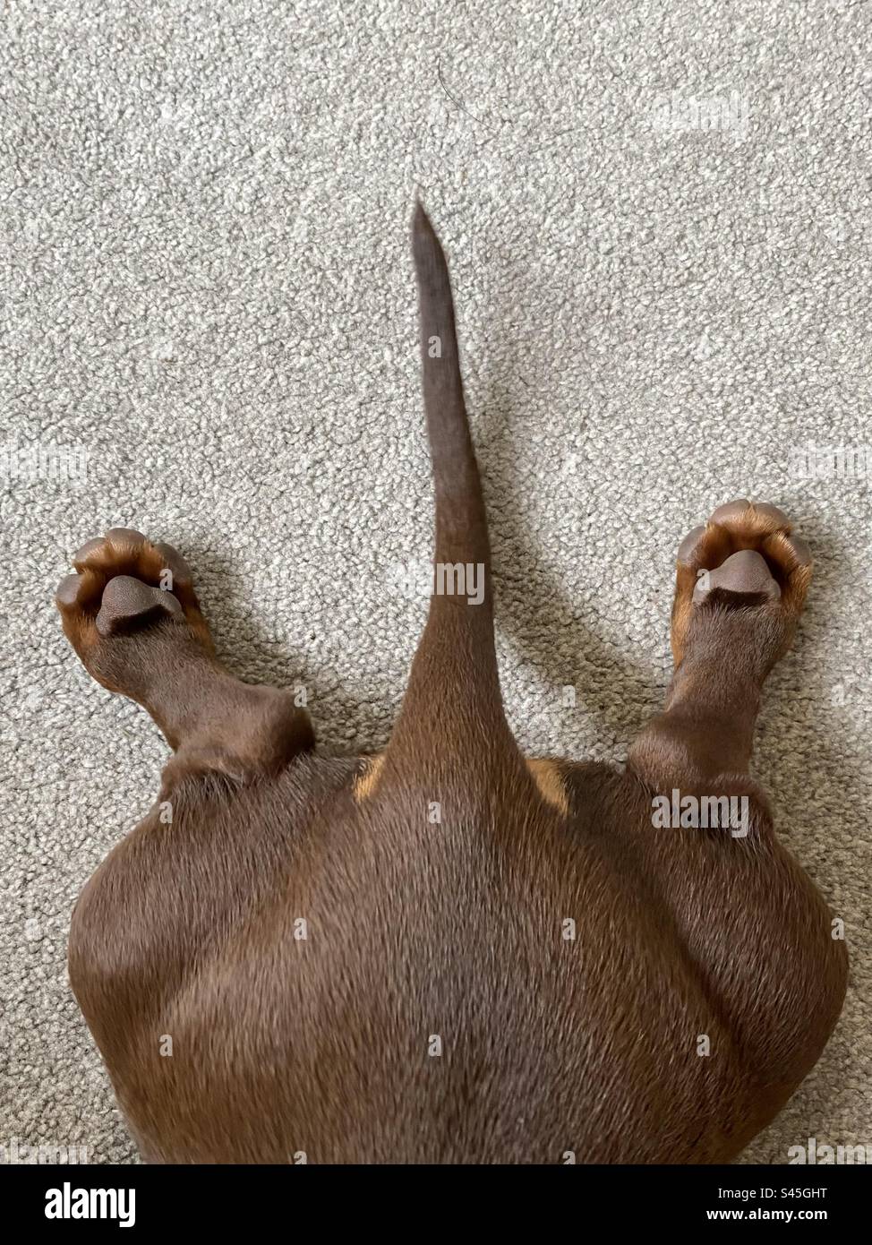 Tail and back legs of 5 month old Dachshund puppy Stock Photo