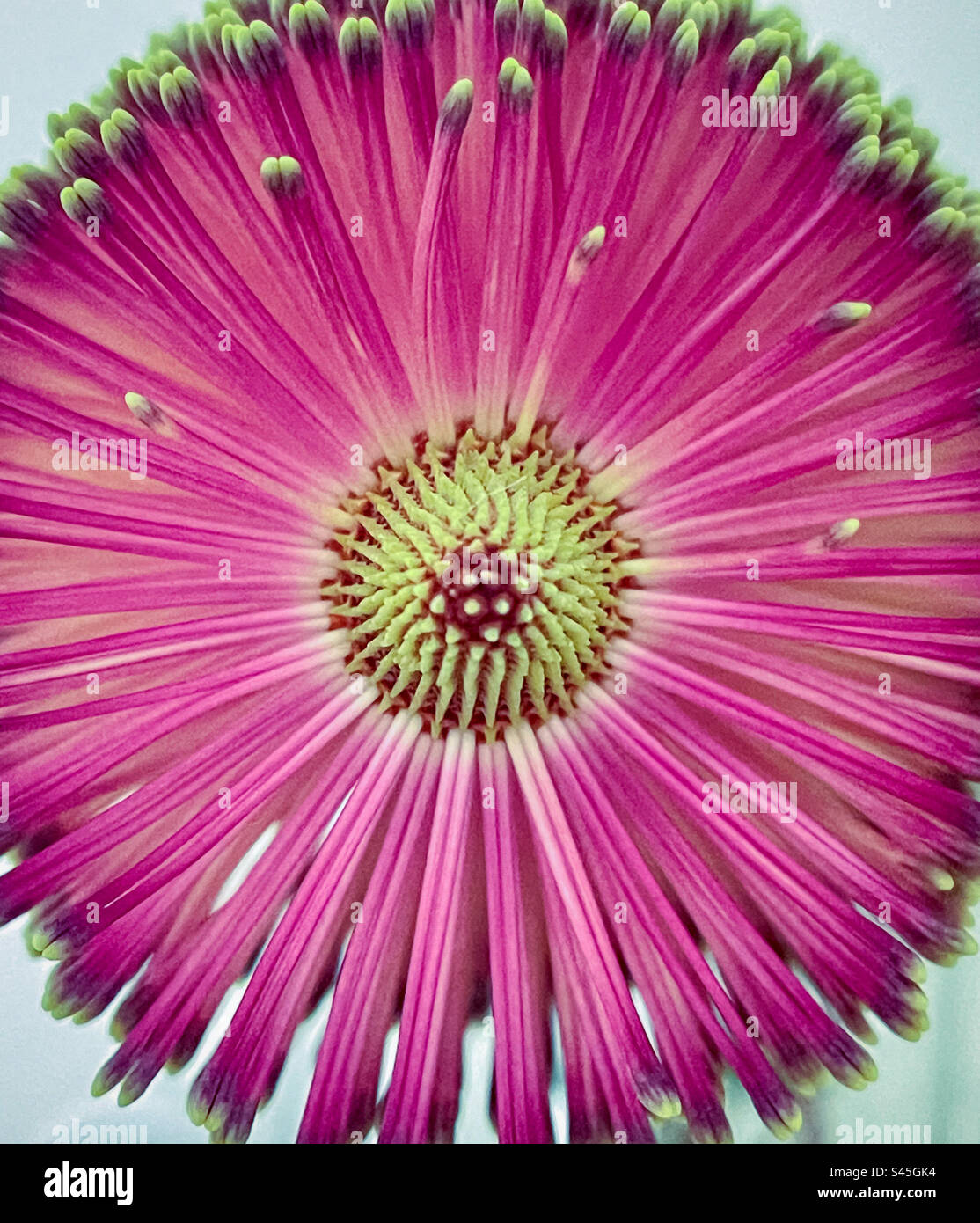 Close-up shot of top part of Banksia flower. Macro photography. Natural pattern. Symmetry. - Smartphone Captured Stock Image