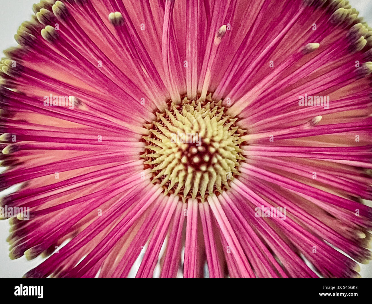 Close-up of top part of Banksia flower. Macro photography. Natural pattern. Symmetry. - Smartphone Captured Stock Image