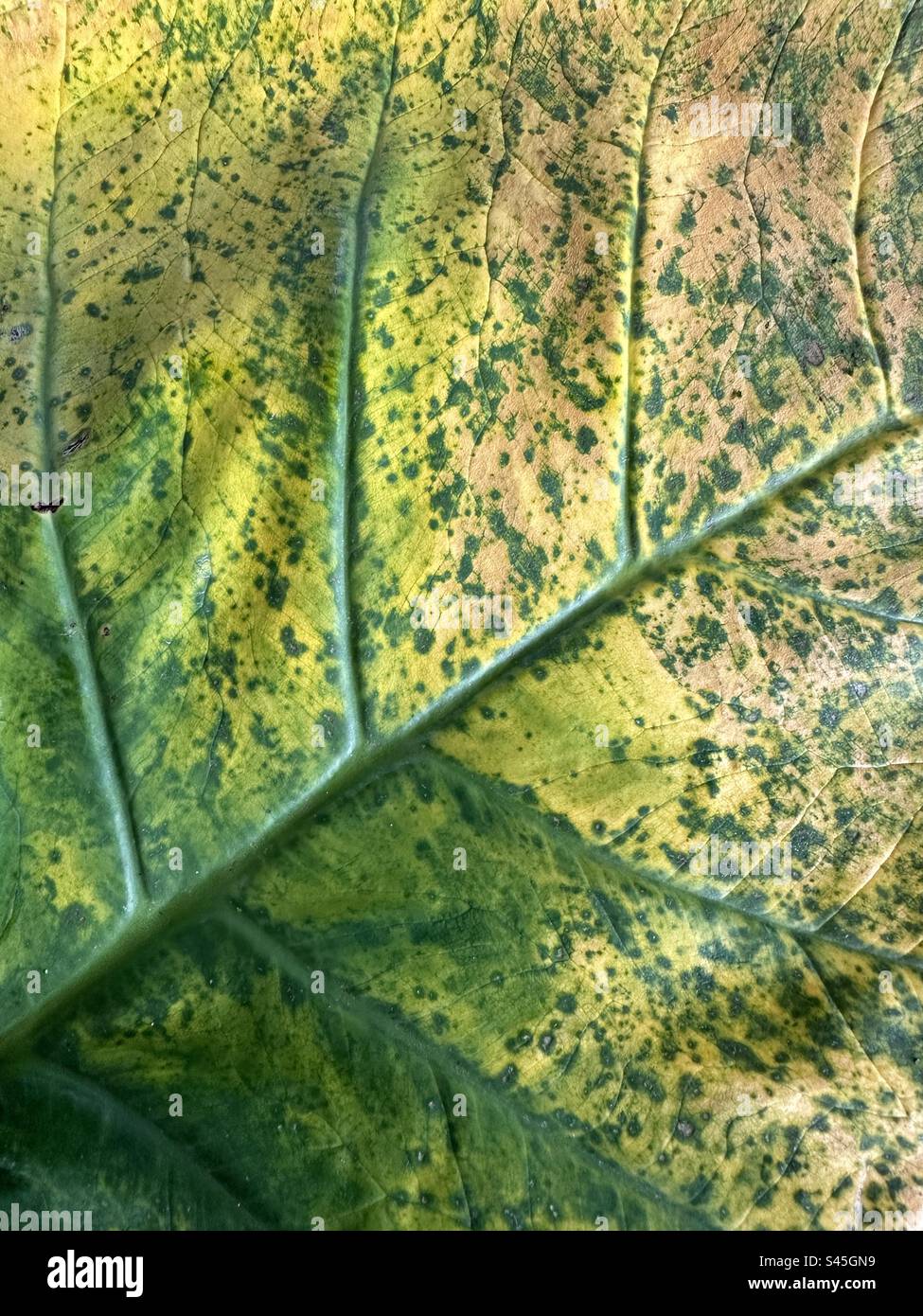 Abstract background of colorful leaf patterns and textures Stock Photo