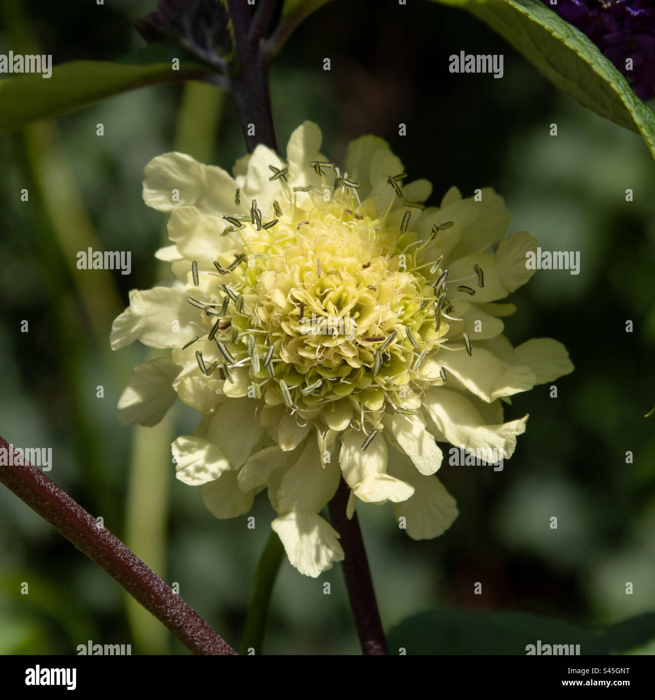 Cream coloured giant scabious flower Stock Photo