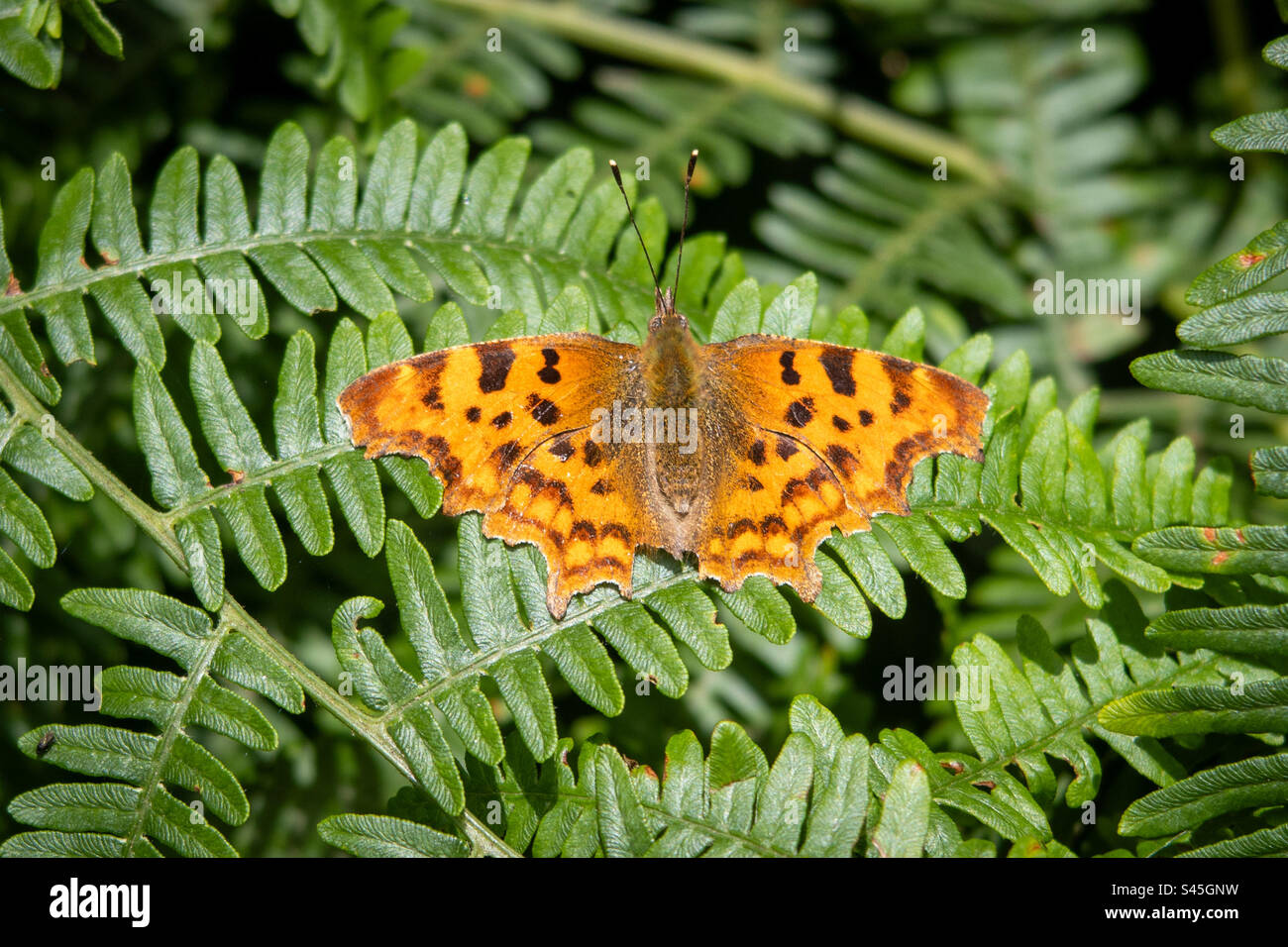 Close up of a basking comma butterfly on fern leaves - Smartphone Captured Stock Image