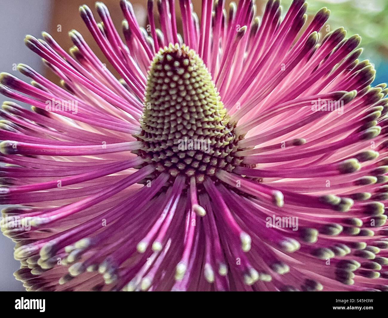 Close-up view of top part of Banksia flower. Macro photography. Natural pattern. Symmetry. Australian native flower. - Smartphone Captured Stock Image
