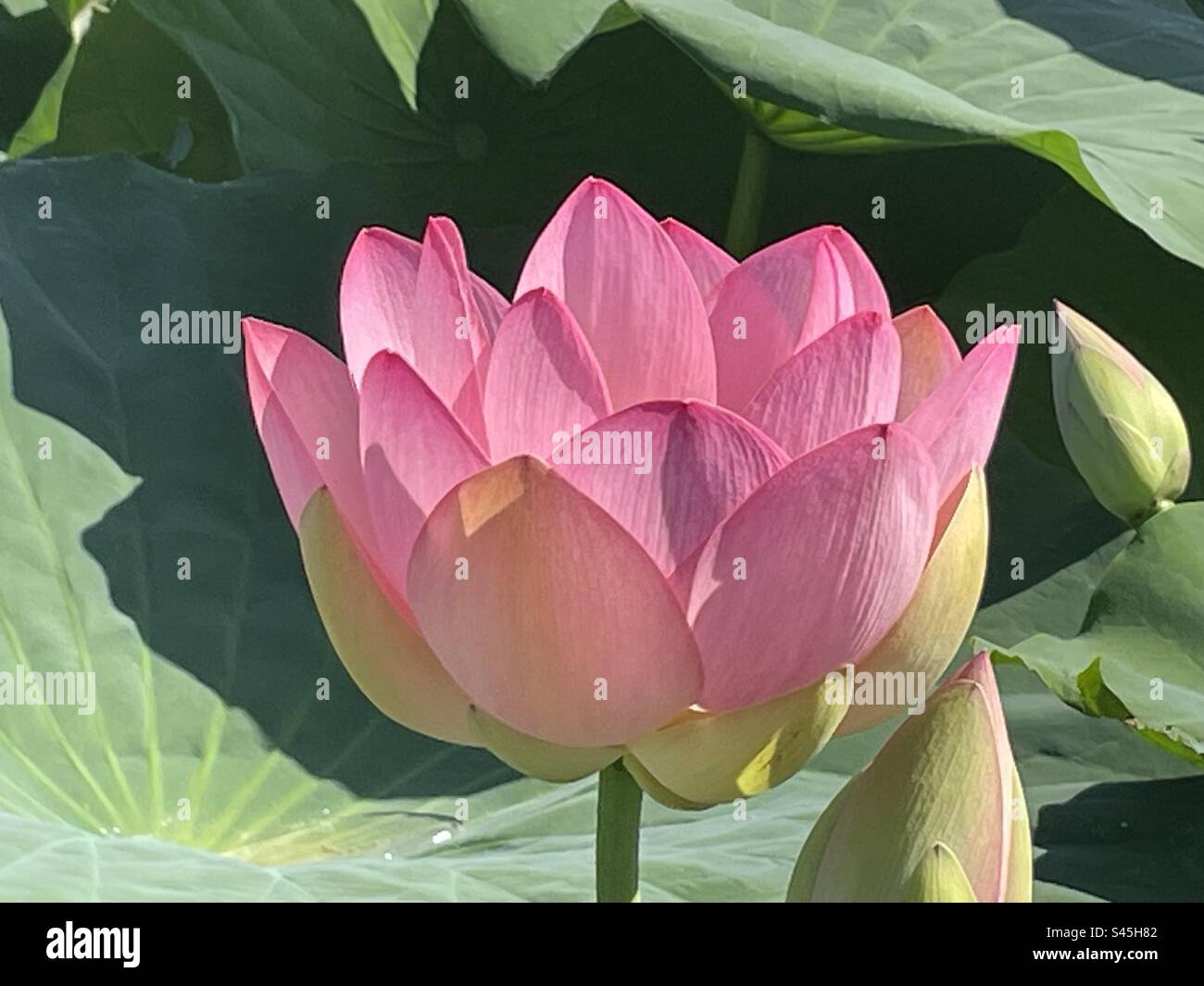 Lotus flower blooming Stock Photo Alamy