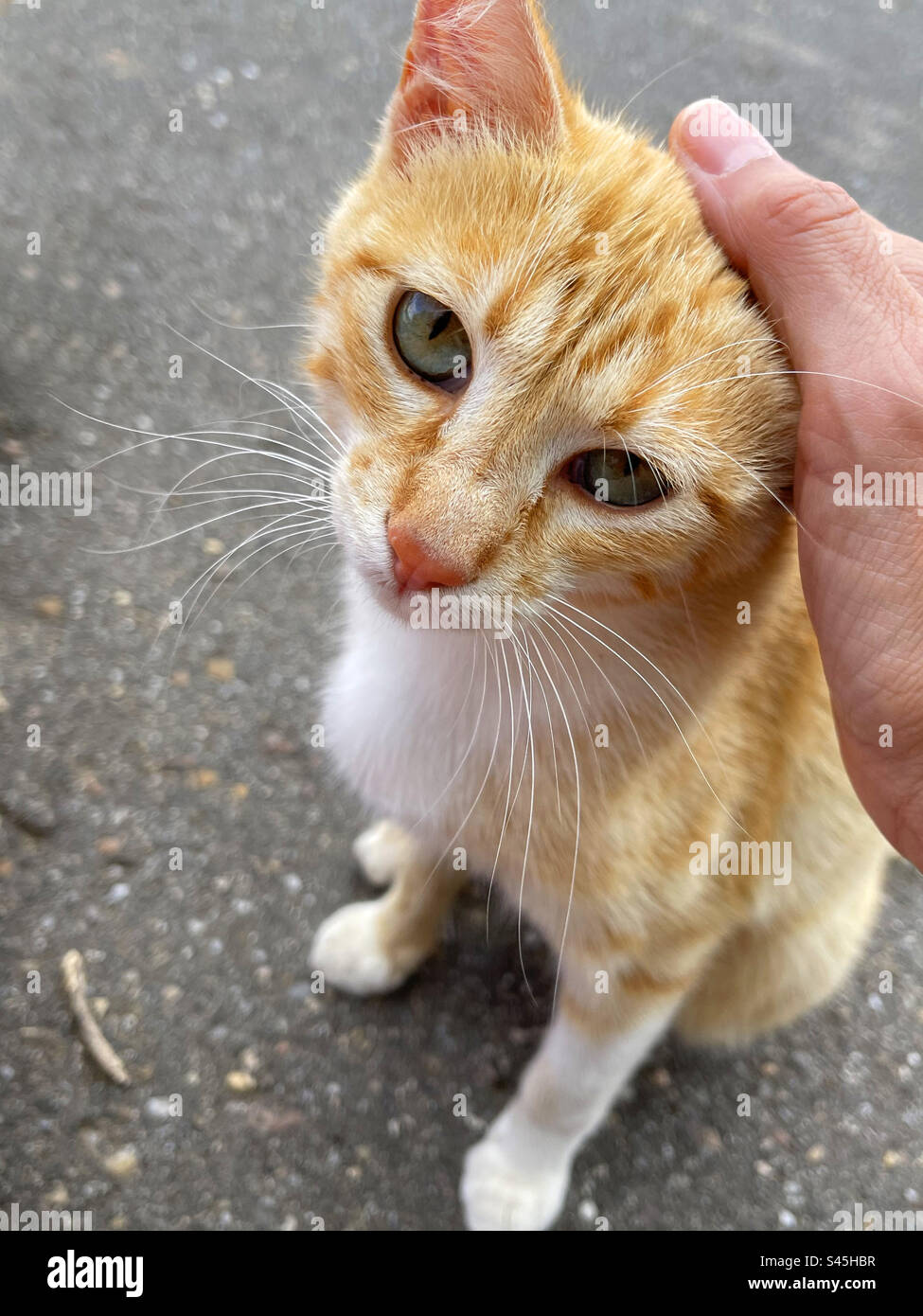 Hand stroking a tabby and white cat. - Smartphone Captured Stock Image