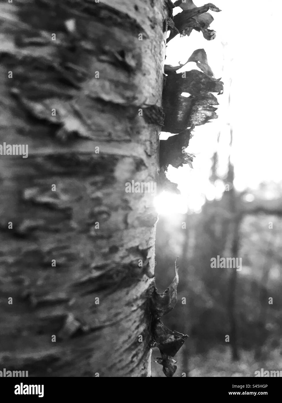 Birch light - Smartphone Captured Stock Image