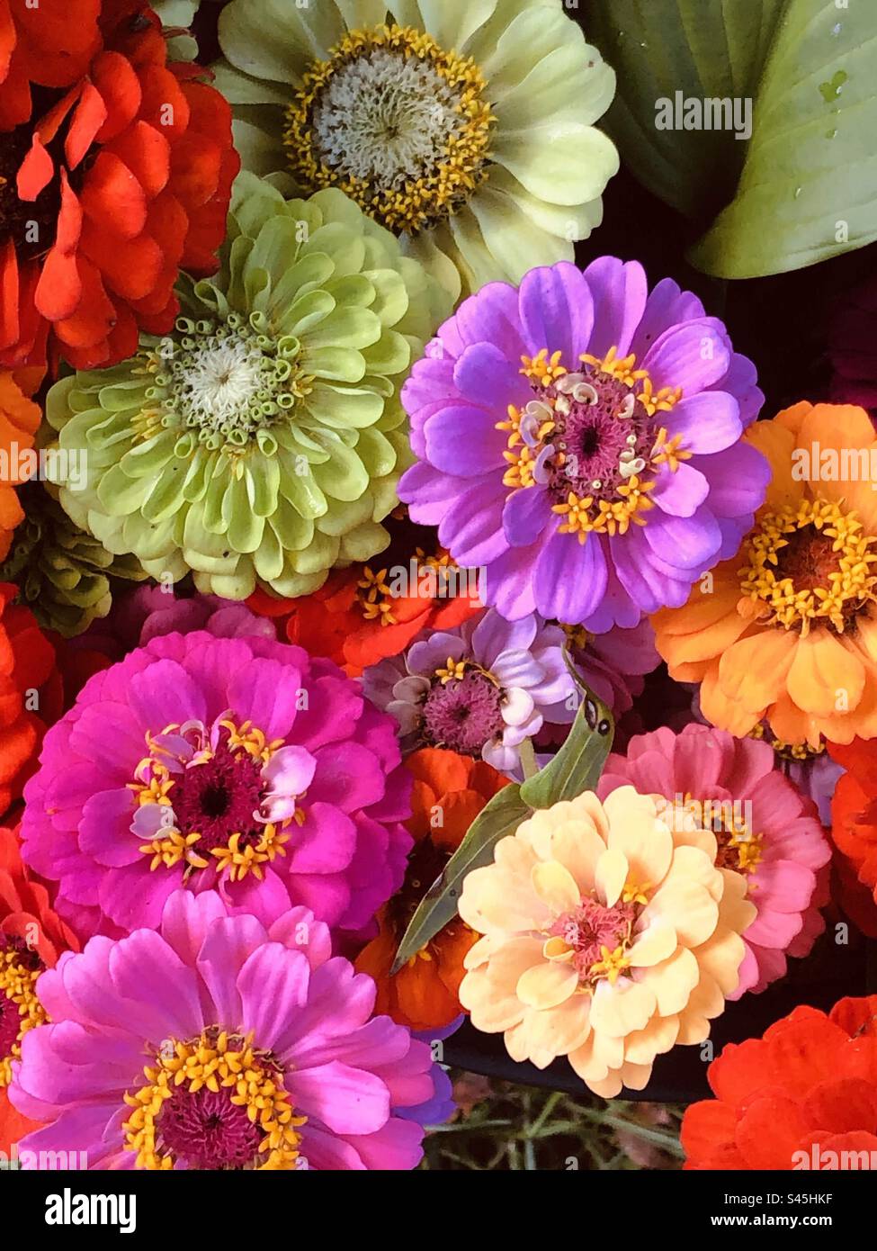 Orange and pink colors hi-res stock photography and images - Alamy