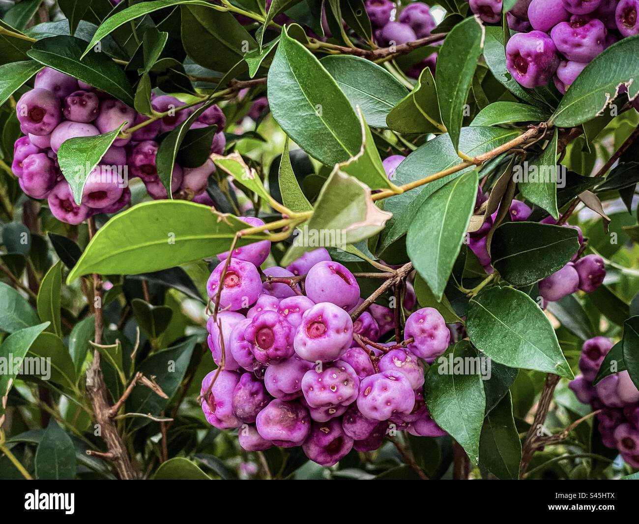 Close- up of edible maroon berries of Syzygium smithii or lilly pilly, a winter-fruiting, native Australian evergreen shrub belonging to Myrtaceae family. Bush tucker, bush food, medicinal berries. Stock Photo