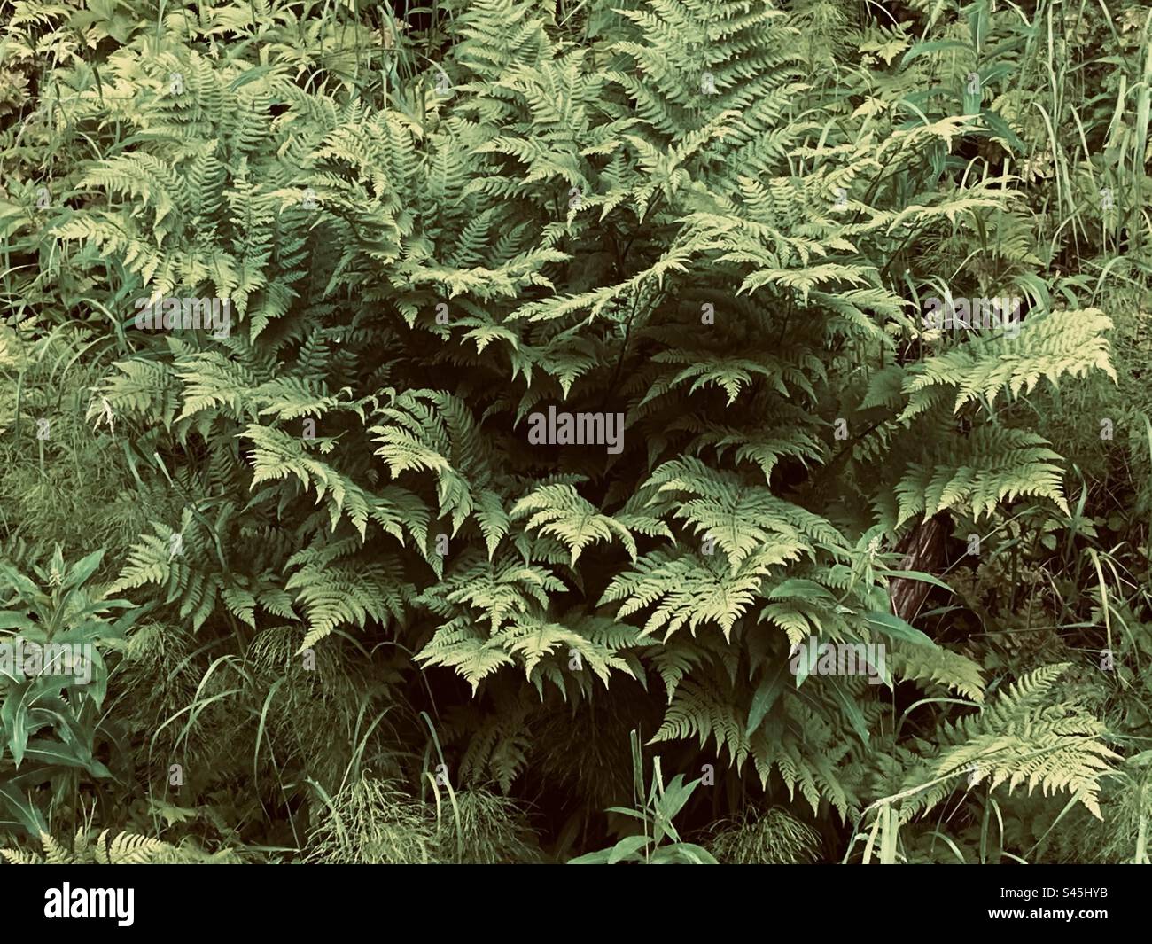Green fern in the summer in the forest hi-res stock photography and ...