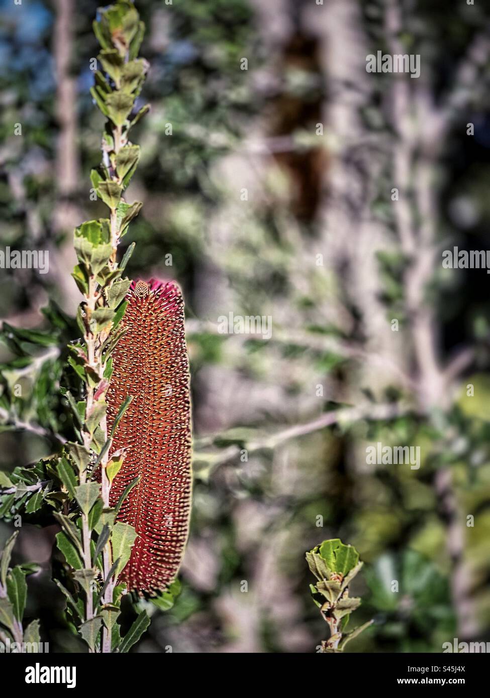 Vertical woody flowering spike of Banksia praemorsa with hundreds of