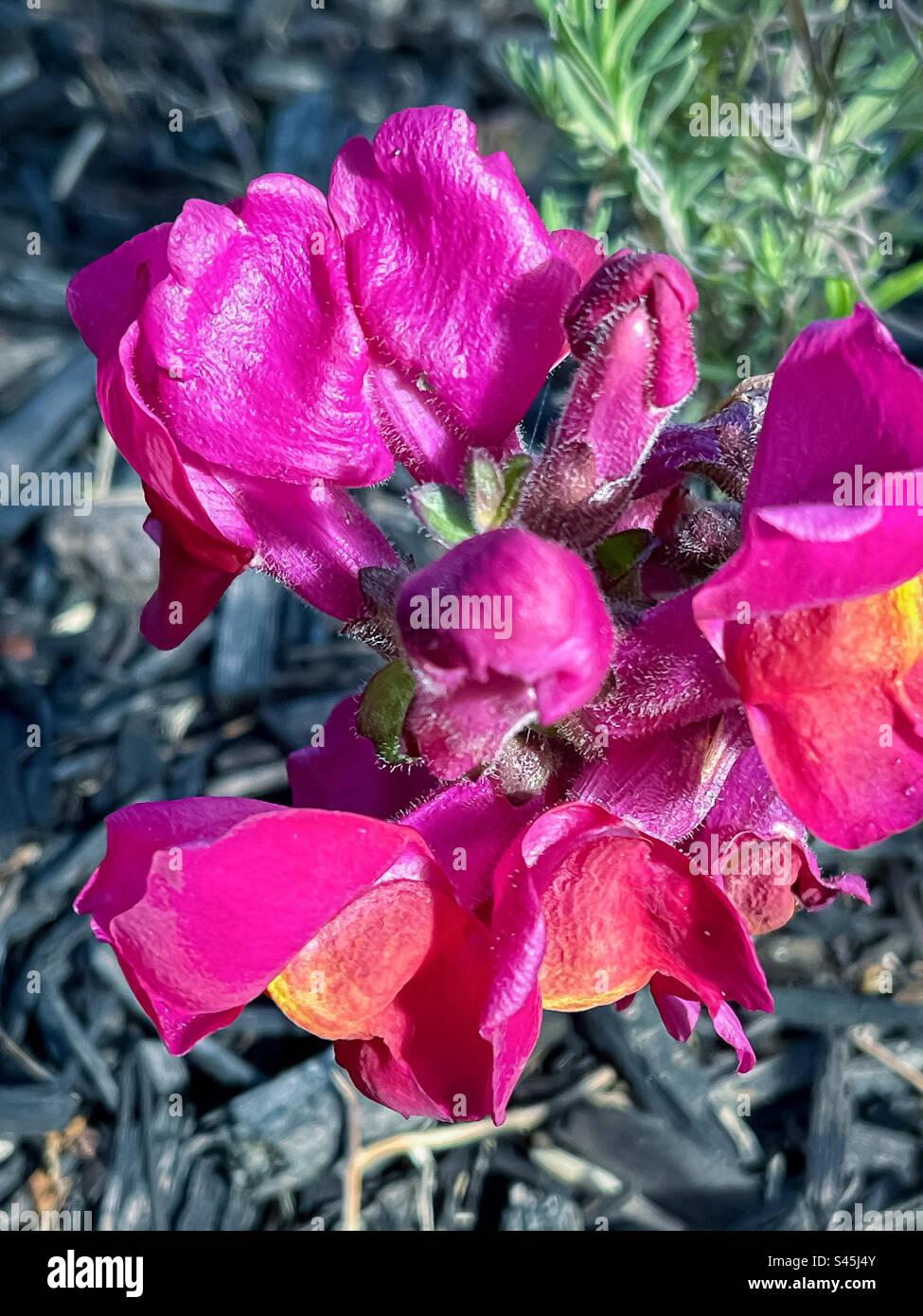 Close-up of magenta Antirrhinum or snapdragons or dragon flower growing in the garden. Vivid colors. Stock Photo