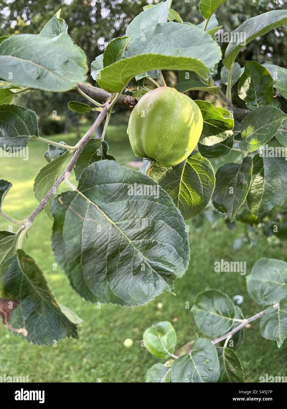 Apple growing on apple tree branch with leaves. - Smartphone Captured Stock Image