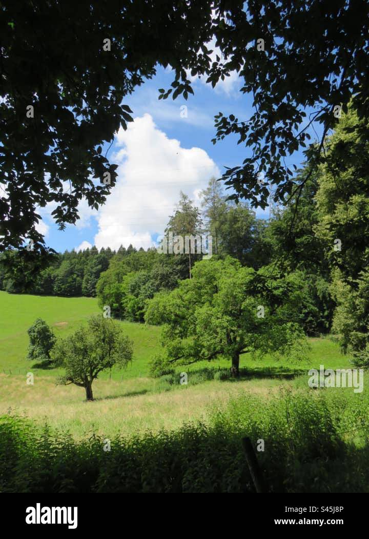 Summer Landscape! Switzerland! - Smartphone Captured Stock Image