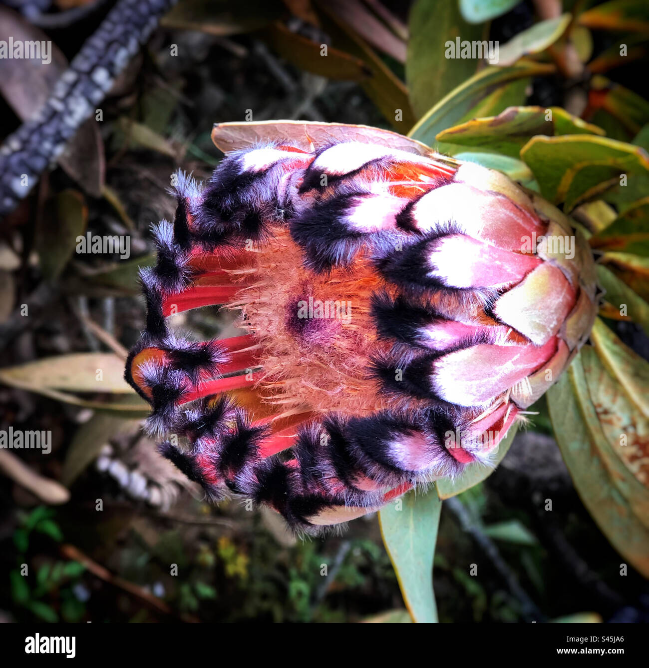 A beautiful narrow-leaf protea- phot was taken in Cape Town during the month of October - Smartphone Captured Stock Image