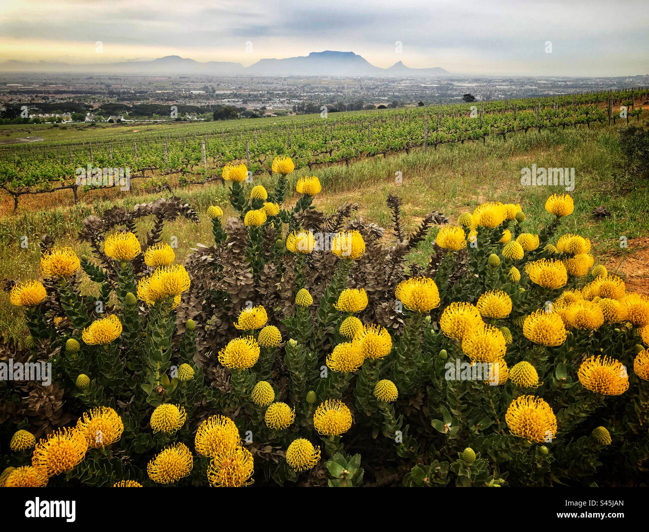 A yellow pin cushion protea with Table Mountain in the background. This photo was taken in the month of October from the Brackenfell hills in Cape Town. - Smartphone Captured Stock Image