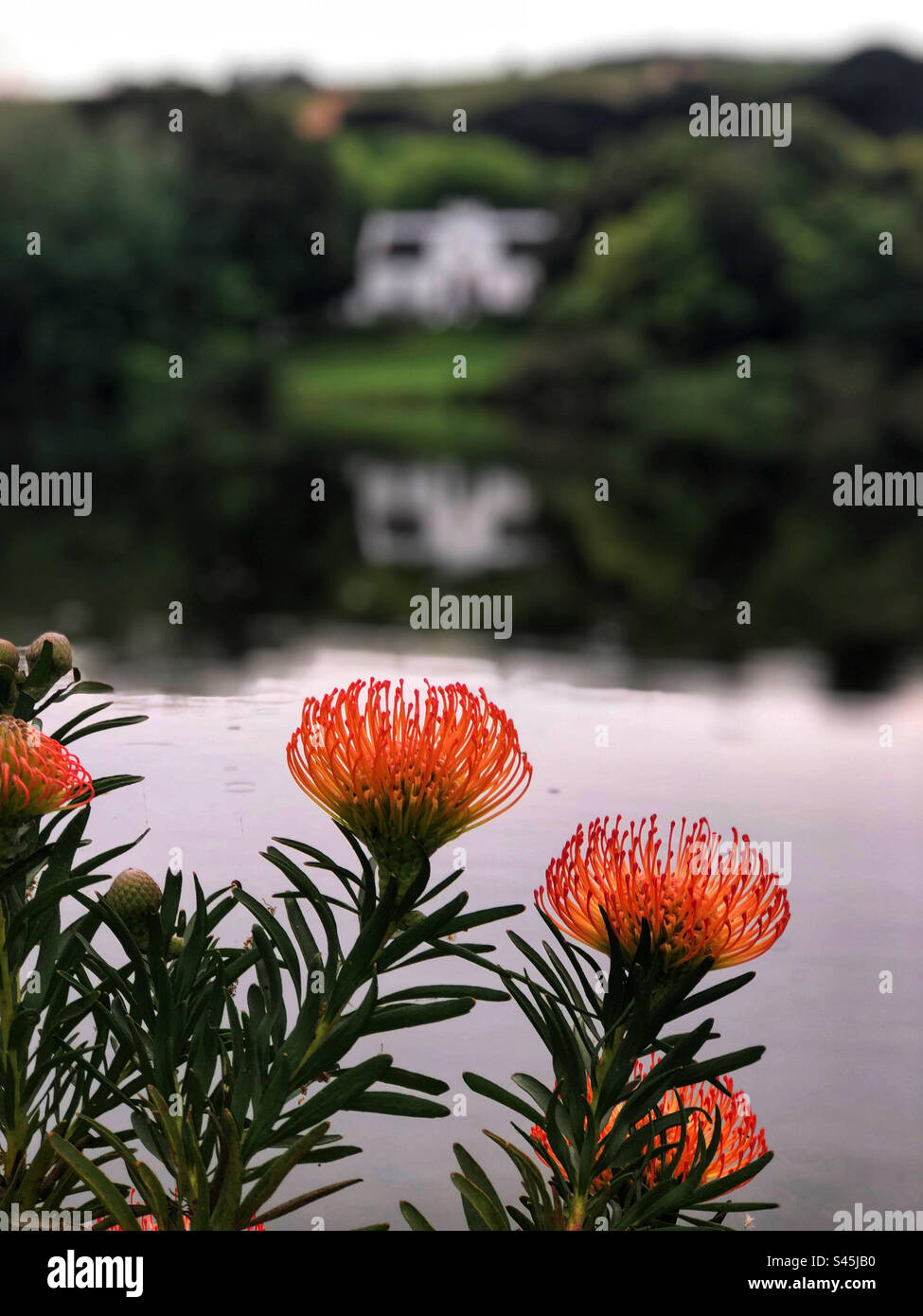 The vibrant orange pincushion protea, photo taken in the month of October in Cape Town - Smartphone Captured Stock Image