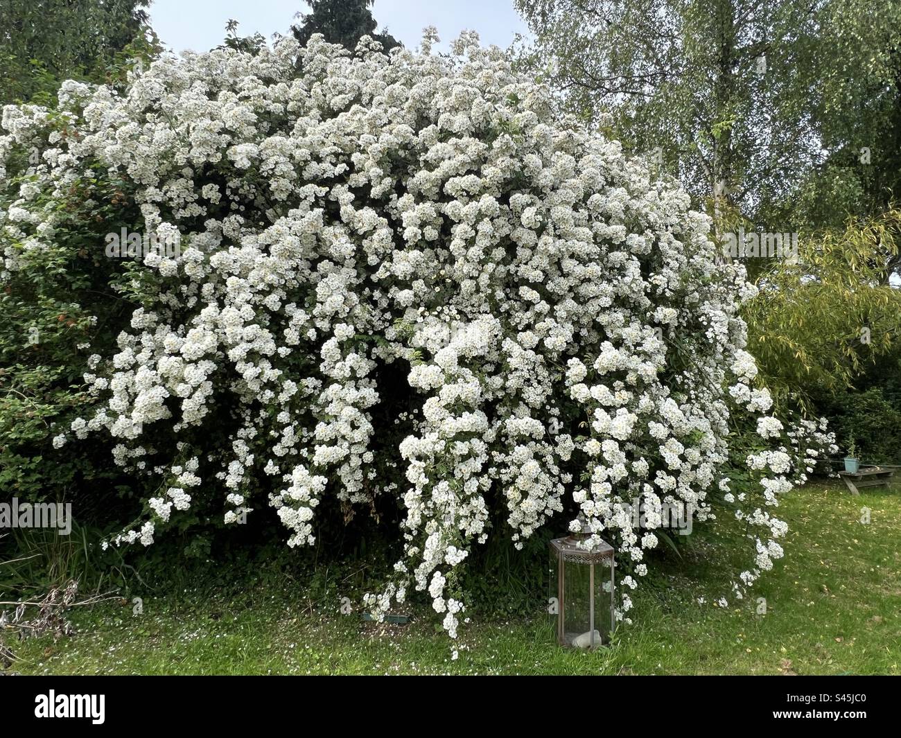 Rose rambling rector hi-res stock photography and images - Alamy