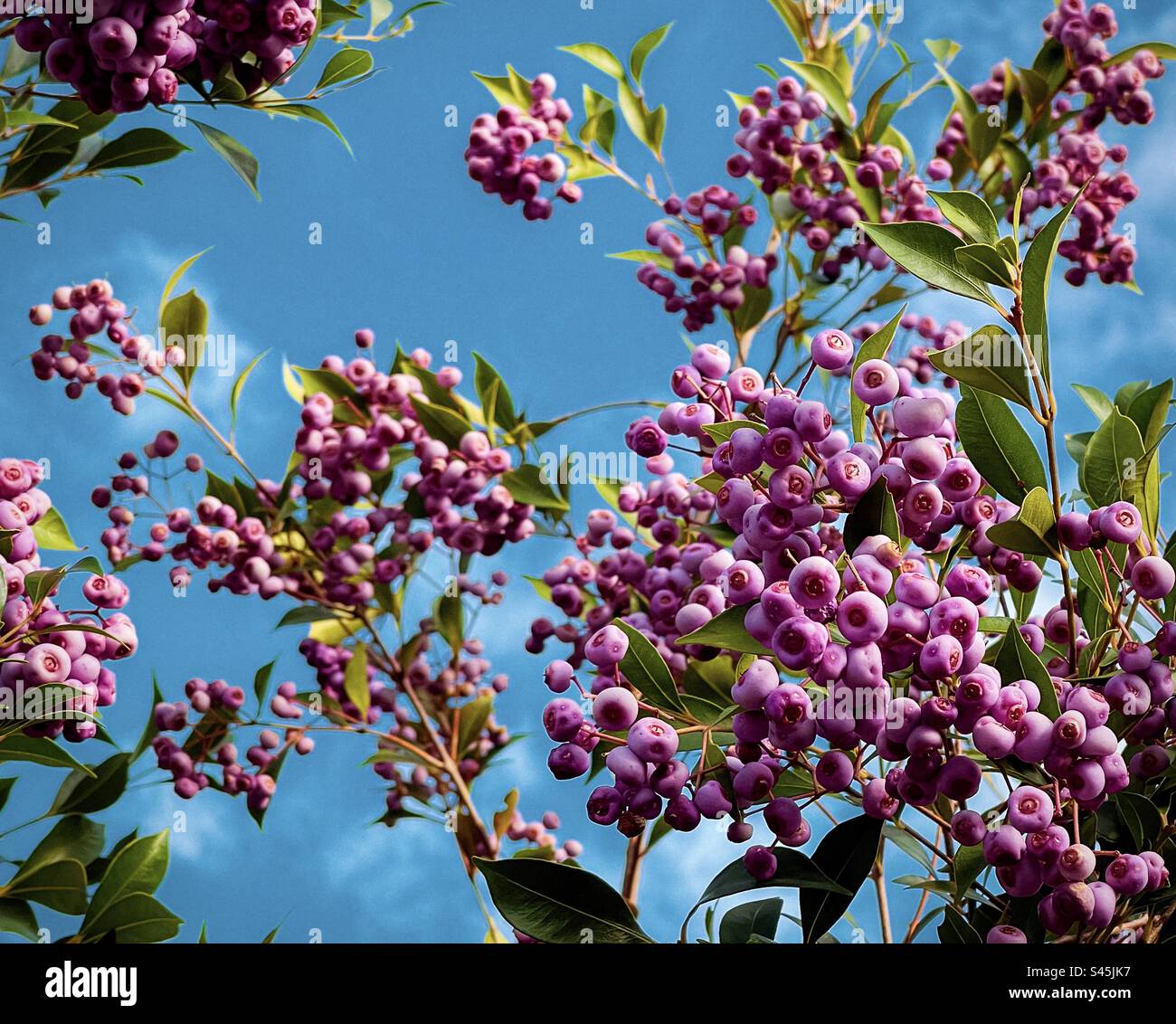 Artistic shot of edible maroon lilly pilly berries of Syzygium smithii, an evergreen native Australian shrub of Myrtaceae family against blue sky with clouds. Traditional bush tucker. Medicinal berry. Stock Photo