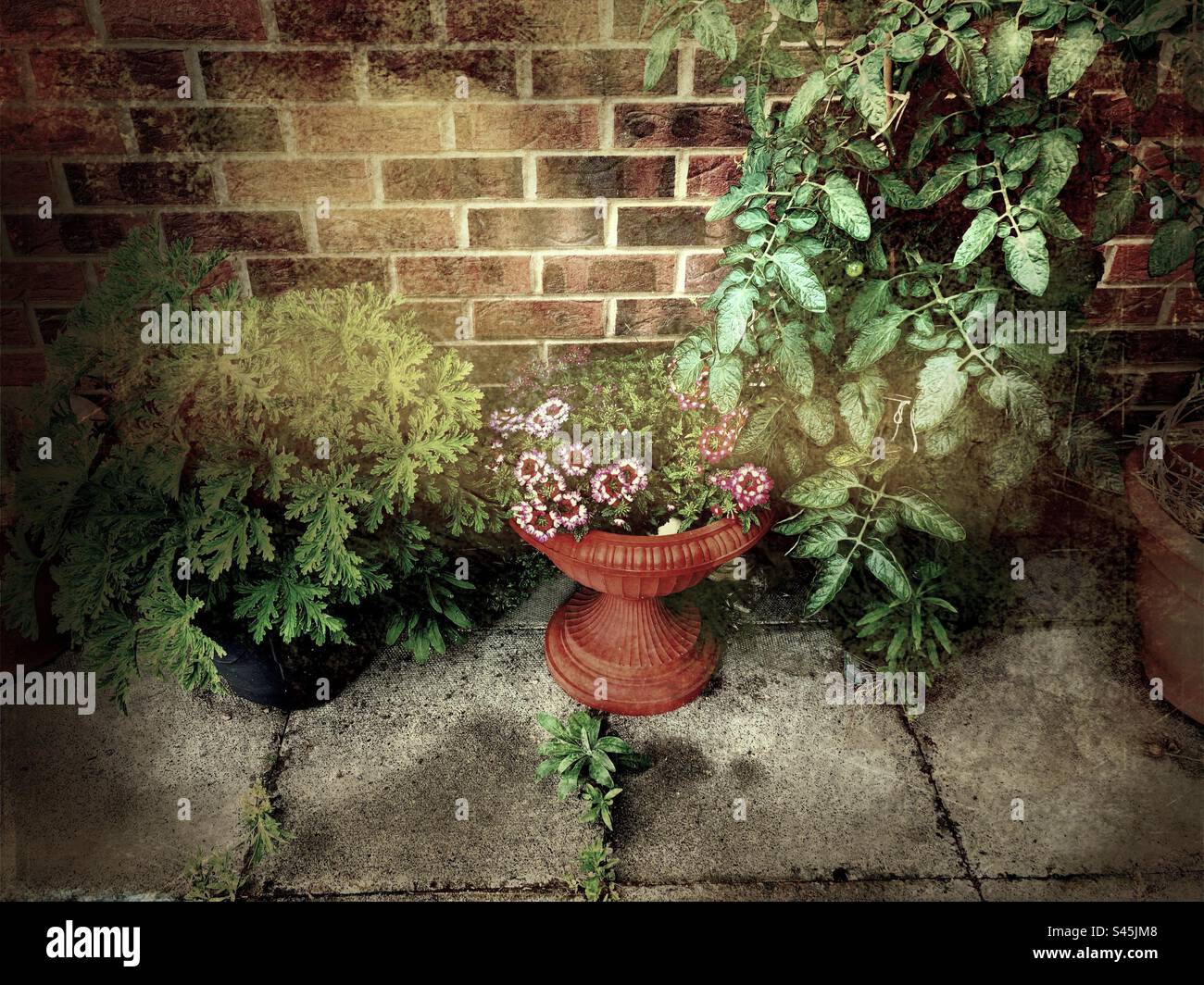 Little corner garden,plants and flowers in sirvam setting including a tomato plant - Smartphone Captured Stock Image